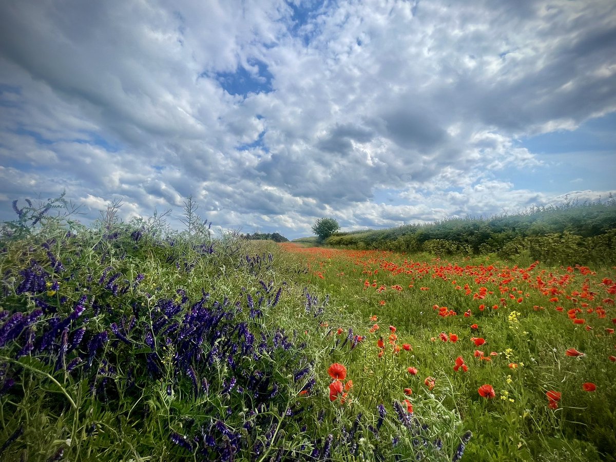 An industrial farmed landscape in Norfolk in early June 

Amazing what you can achieve with application, creativity and a bit of help from the natural world