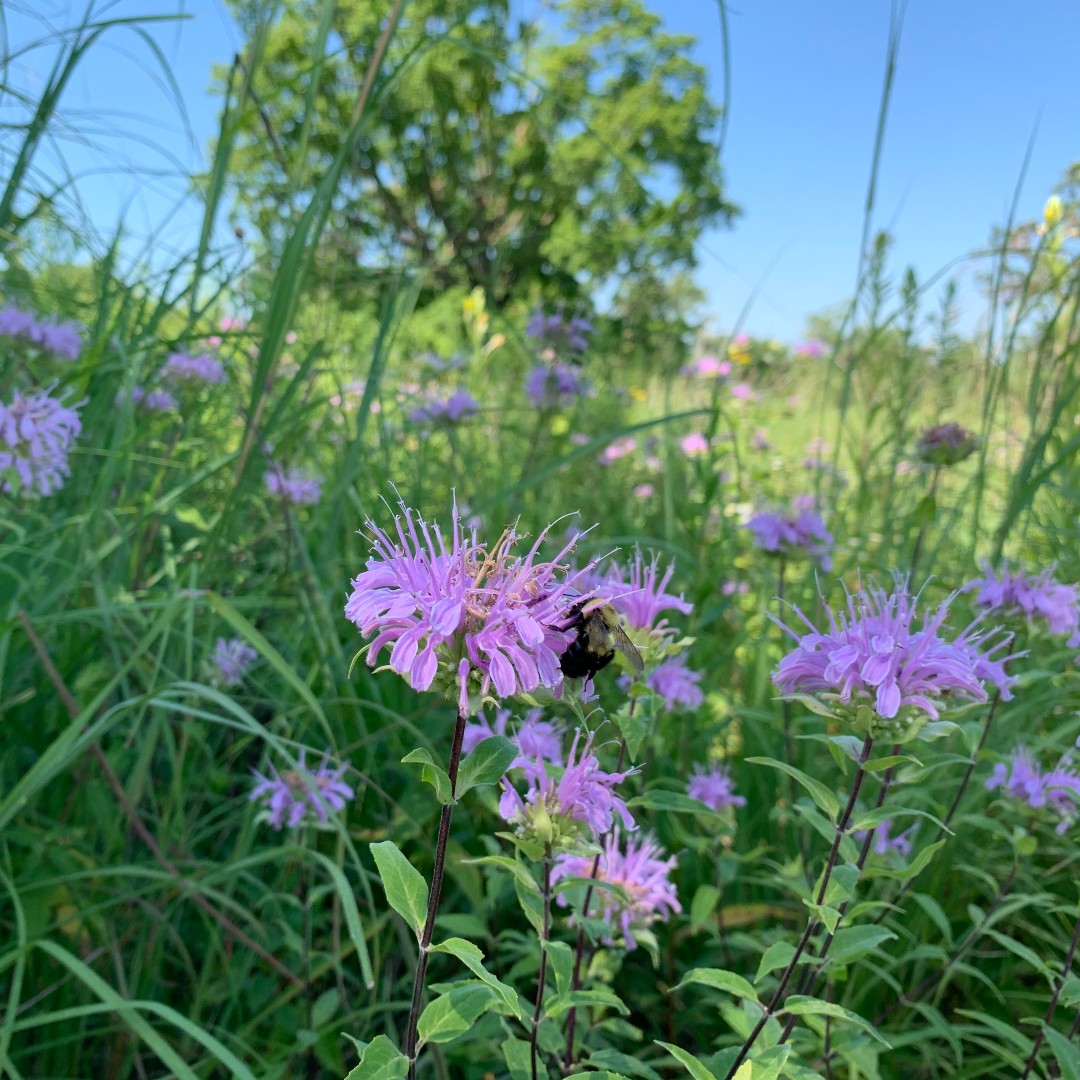 Permanently protect your land with a conservation easement! Conservation easements ensure that landowners now, and in the future, can protect open space, views, rural character, wildlife habitat, mature forest, and more. Apply for funding and assistance at hennepin.us/land-protection