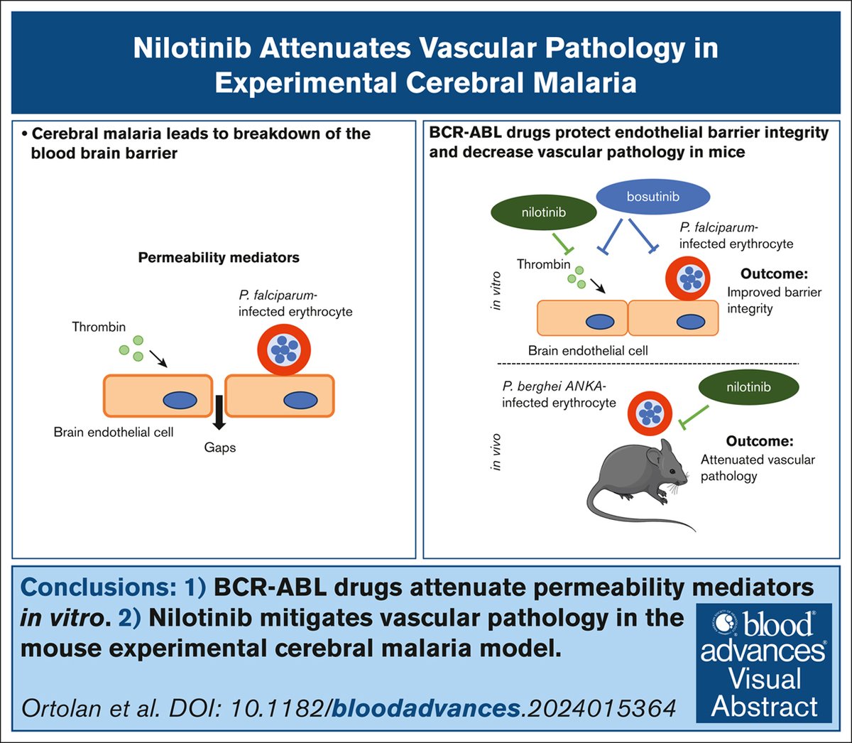 BCR-ABL drugs differentially modulate parasite and thrombin-induced activation of human brain endothelial cells. ow.ly/C2KQ50W0xbH #vascularbiology