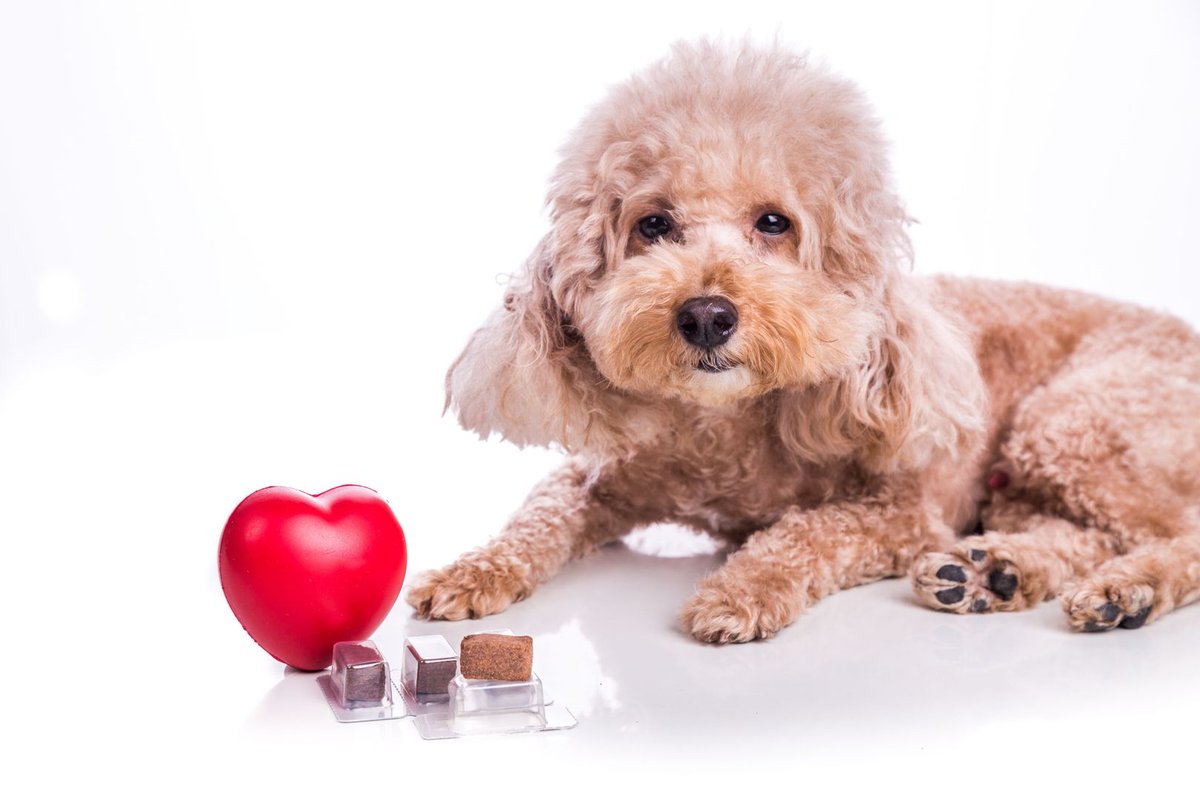 Heartworm disease is almost 100% preventable. We have the products we need; the key is client adherence. bit.ly/4aoJ2Es