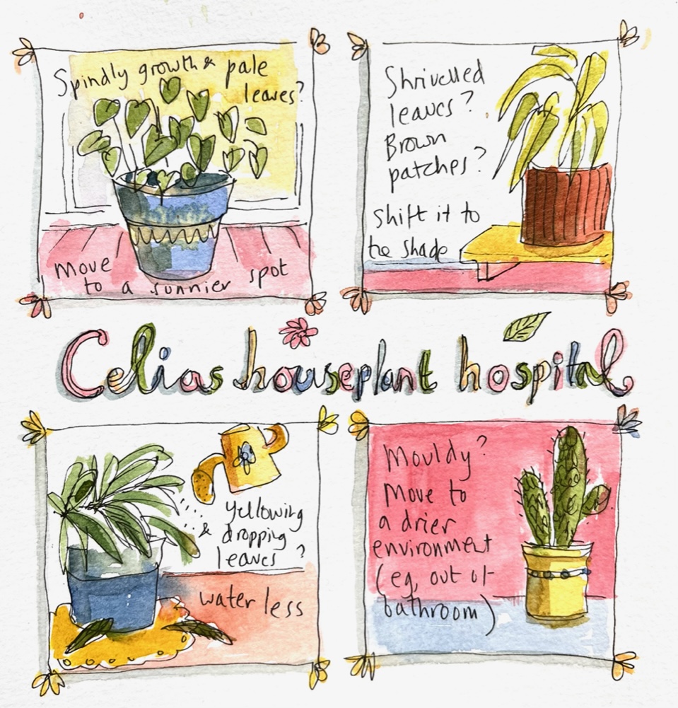 'Writing #TheWomanWhoGotHerSparkBack got me thinking about plants. My main character, Celia, has the greenest fingers. . .✨'

Read My life in plants: small triumphs. Many disasters… a blogpost by <a href="/FionaGibson/">Fiona Gibson</a>🪴: boldwoodbooks.com/my-life-in-pla…