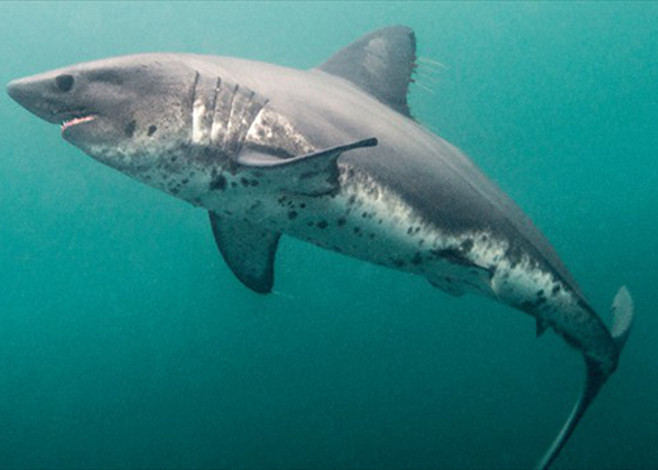 ♡ Salmon Shark

~ Salmon sharks are often mistaken as great whites, but you can spot a Salmon shark by its speckled belly!