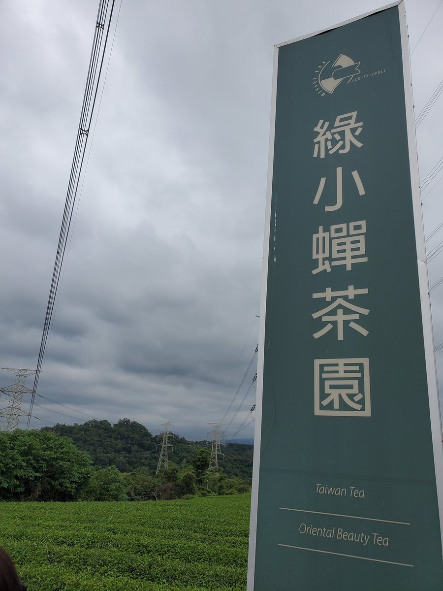 km_cupid's tweet photo. 今回の台湾お茶めぐりの旅は新竹の茶園で出来たての東方美人茶を飲むのが目的でこの時期に来たんだんだけど…あまりの蒸し暑さにヘロヘロ🥵💦💦
でもさすがに出来たての新茶は絶品でした☺️ https://t.co/h8mJ3hN41f