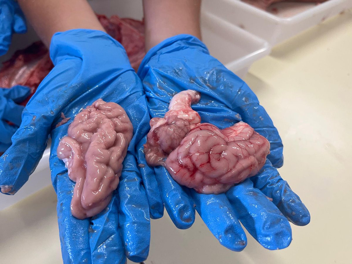 IESGeraldBrenan's tweet photo. Actividades Educación Ambiental: herbario, carteles contra el cambio climático, elaboración de jabón y bálsamo labial. Disección de cerebro en Biología 1º Bachillerato.
#actividadesgbrenan #noticiasbiologia https://t.co/50cfDtuGIL