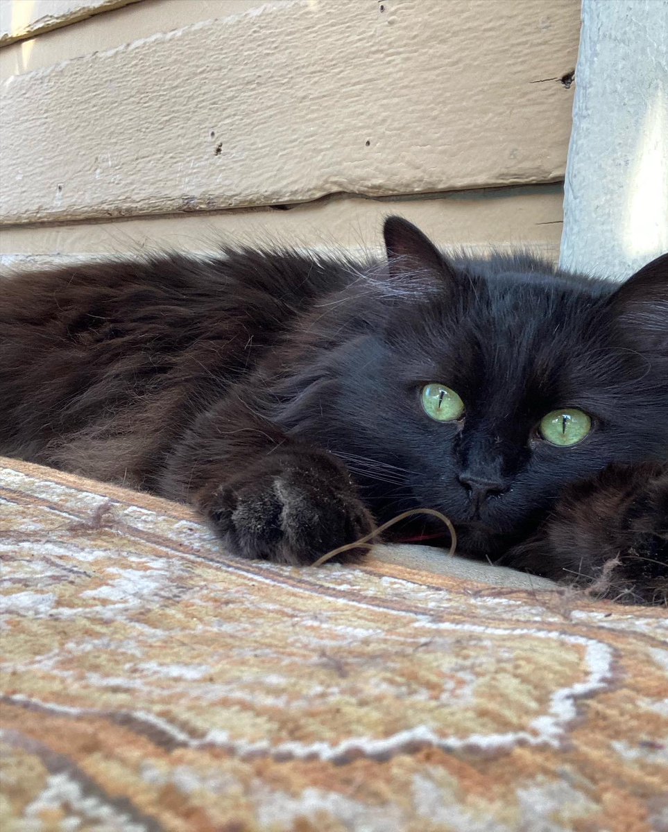 Satanic_Panic_'s tweet photo. Last night we had to say goodbye to my best friend, Sidney. She way my first real baby. This was one of the hardest things I’ve ever had to do but I know she’s in a good place. The world is a less beautiful place without you, mammas. I love you so much. https://t.co/cWCkuX4gRB