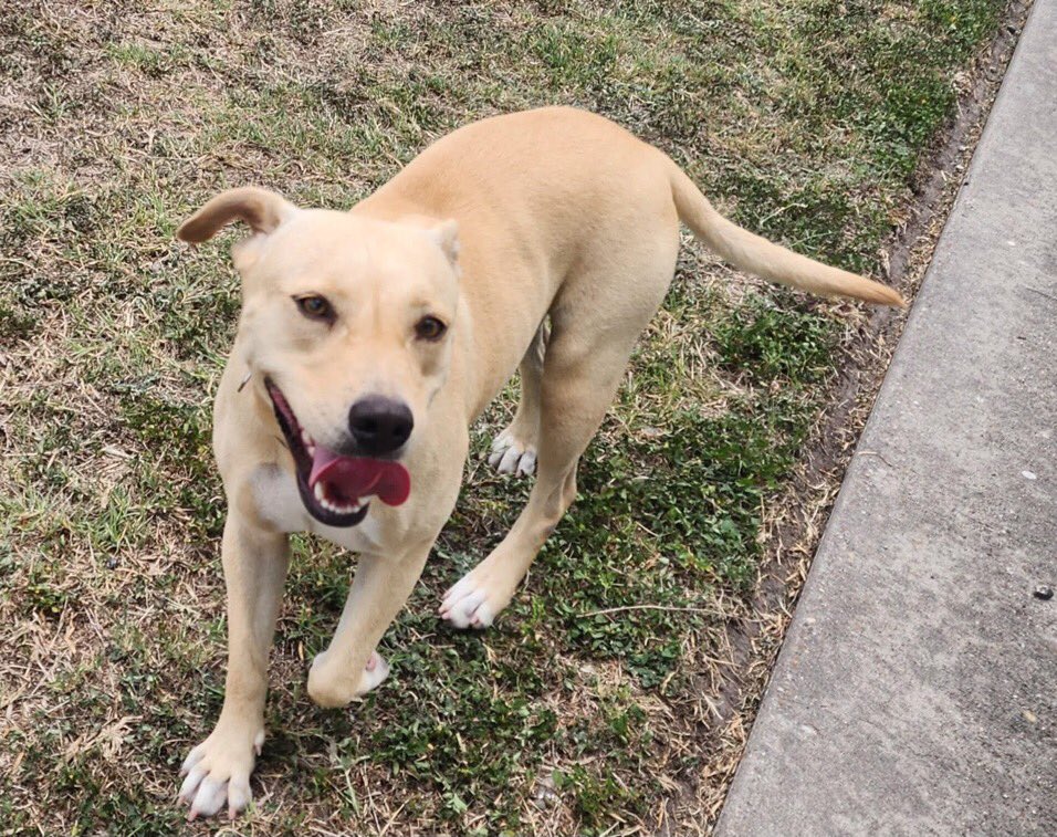 SamfromSpain's tweet image. 🆘RAYA #A381415 female Pittie mix only a yr old!
Just a pup!
Abandoned in yard 2 survive on her own!
Now TBK 6/9 by Corpus Christi AC‼️
Another friendly, attention loving 🐕 2 be put down 4 no good reason!!
Will make a great pet!
PLZ PLEDGE
#RESCUE
#ADOPT
She’s worth it!