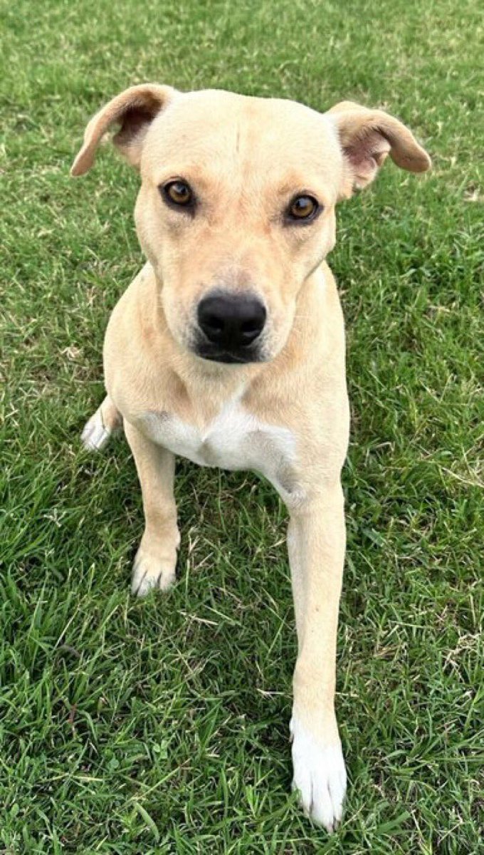 SamfromSpain's tweet image. 🆘RAYA #A381415 female Pittie mix only a yr old!
Just a pup!
Abandoned in yard 2 survive on her own!
Now TBK 6/9 by Corpus Christi AC‼️
Another friendly, attention loving 🐕 2 be put down 4 no good reason!!
Will make a great pet!
PLZ PLEDGE
#RESCUE
#ADOPT
She’s worth it!