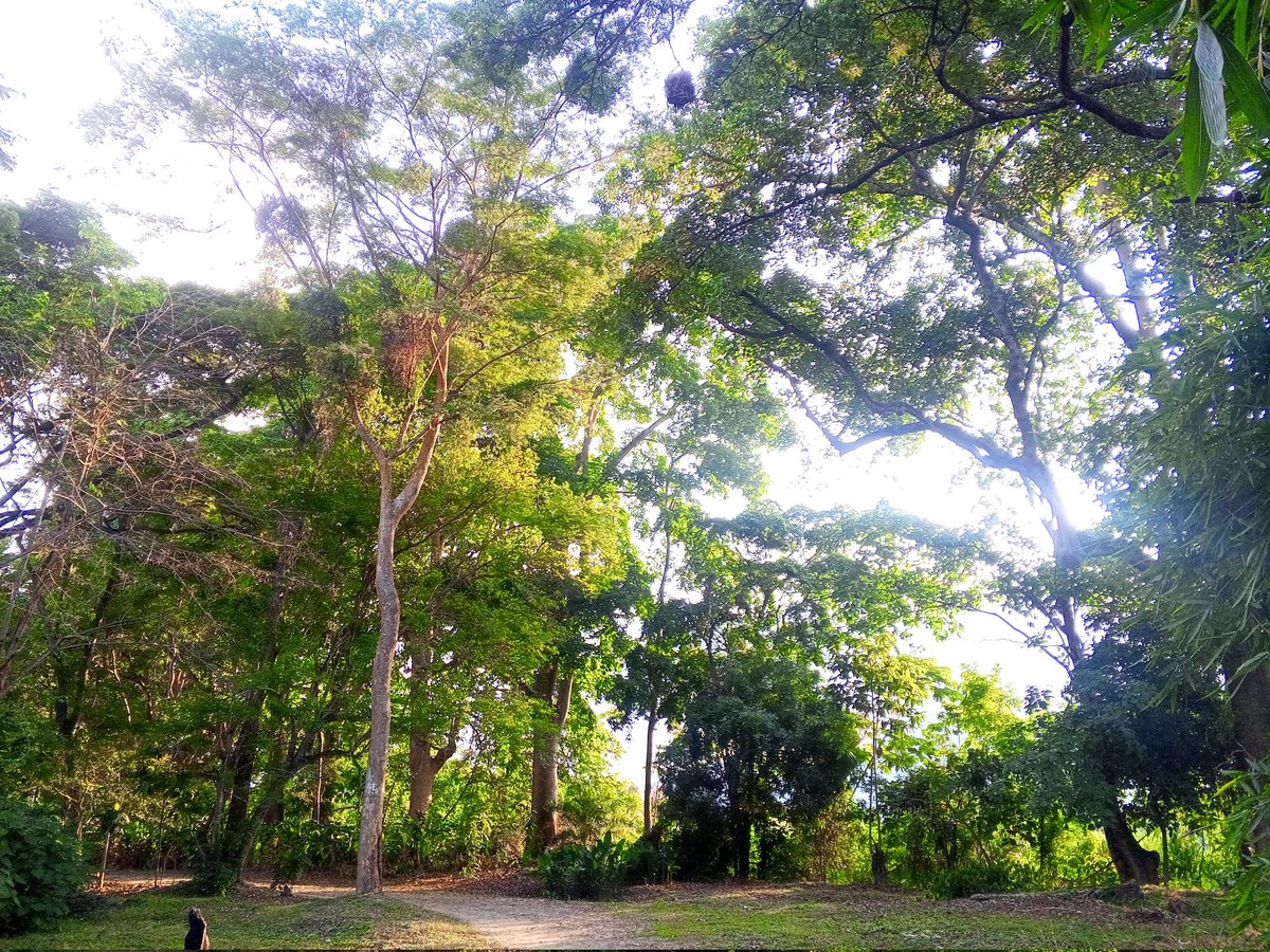 Daniellex1012's tweet photo. Disfrutando de lo majestuoso ๐๐ปโ๏ธ๐ณ๐ #Naturaleza #JardinBotanico #LejosDelRuido #Sabado https://t.co/Mm7FZwc7Wh