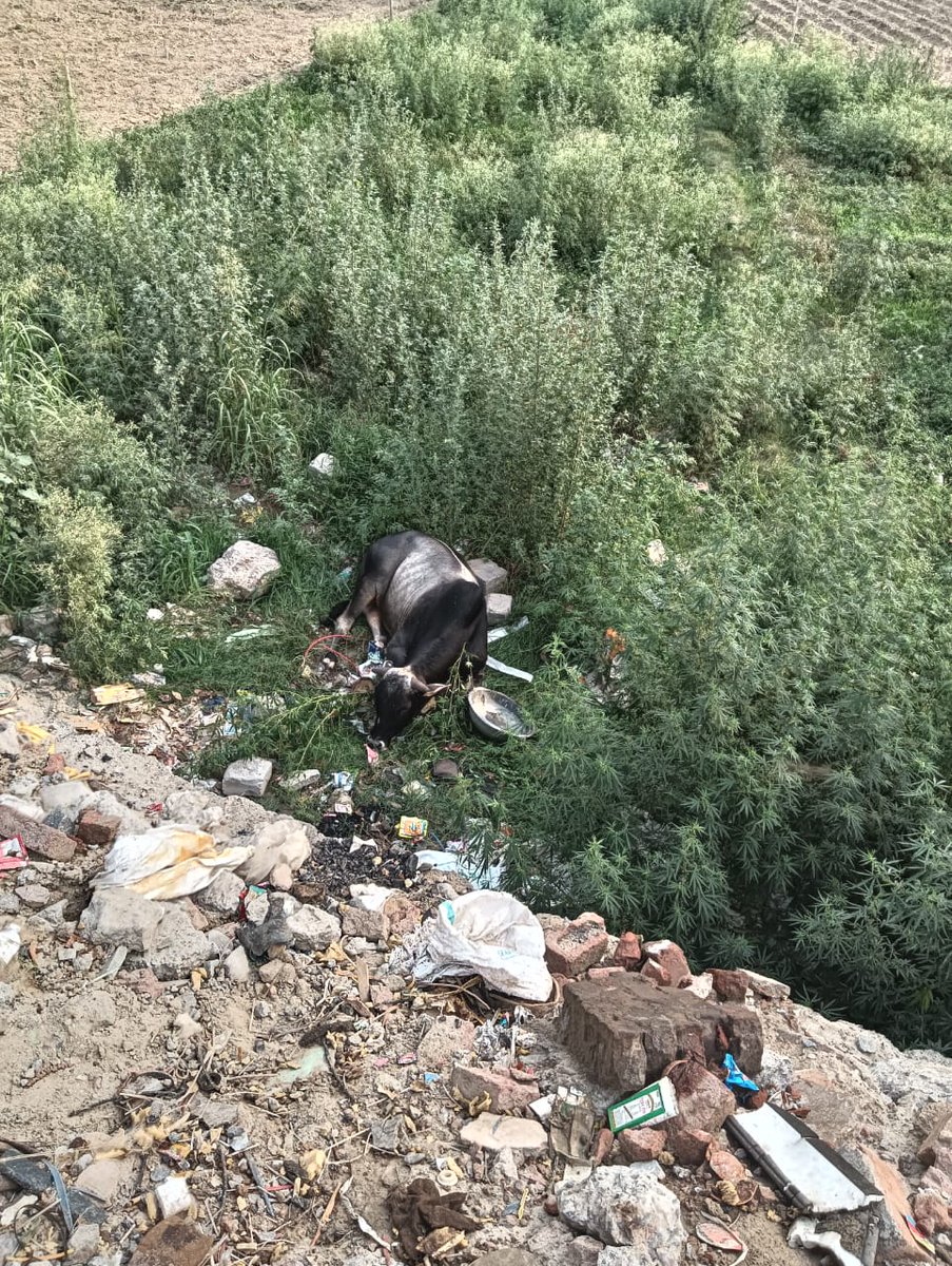 Abhi 6 baje phone aaya- Spine injured gaumata/cow needs immediate rescue treatment.