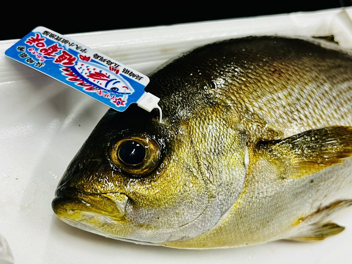 BlogWaral's tweet image. まさか近所のスーパーで「値賀咲(ちかさき)」に出会えるとは！
即決で購入しました🐟

まずはお刺身で頂きましたが、脂ノリノリで非常に美味しかったです✨

今日からしばらくイサキ料理だ😁

#魚食
