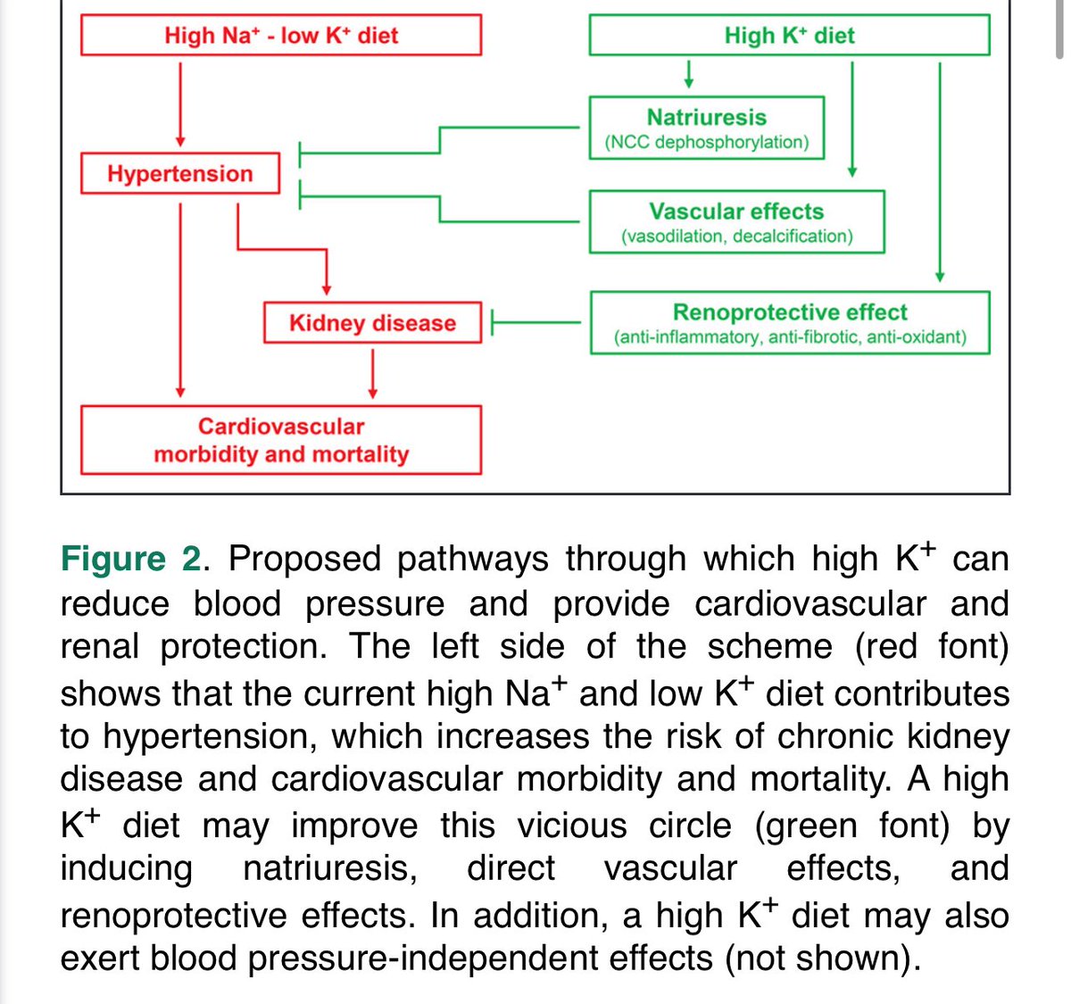 Bruno (@brunodietitian) on Twitter photo Role of dietary potassium (2019). A must read for any renal dietitian ! <a href="/AndrewMorrisRD/">Andrew Morris PhD</a> <a href="/bda_kidney/">BDA Kidney Dietitian Specialist Group</a> <a href="/BDA_Dietitians/">British Dietetic Association</a> thank you <a href="/RenalUCL/">UCL Renal</a> for the great course and lots of interesting and relevant reading <a href="/UKKidney/">The UK Kidney Association</a> ahajournals.org/doi/epub/10.11… Role of dietary potassium (2019). A must read for any renal dietitian ! <a href="/AndrewMorrisRD/">Andrew Morris PhD</a> <a href="/bda_kidney/">BDA Kidney Dietitian Specialist Group</a> <a href="/BDA_Dietitians/">British Dietetic Association</a> thank you <a href="/RenalUCL/">UCL Renal</a> for the great course and lots of interesting and relevant reading <a href="/UKKidney/">The UK Kidney Association</a> ahajournals.org/doi/epub/10.11…