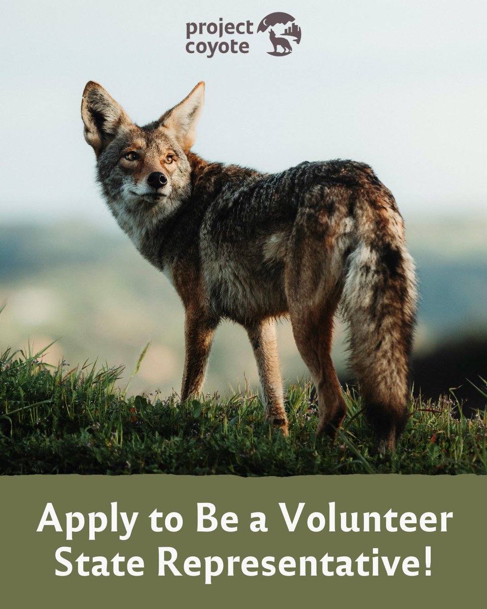 Want to make a real impact protecting wildlife in your state? Apply to become a specialized State Representative with Project Coyote! 

🐾 tinyurl.com/59uk5t6a 

#ProjectCoyote #Volunteer #CompassionateCoexistence