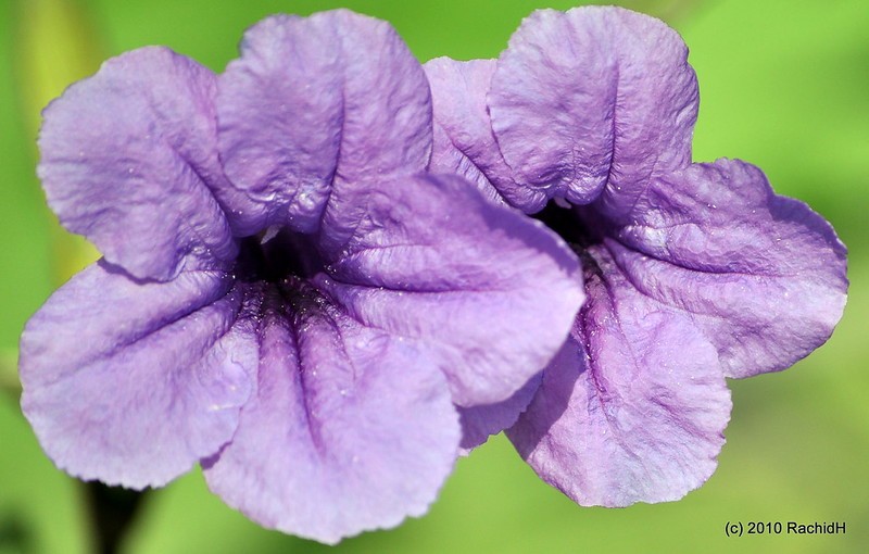 rachidH's tweet photo. #MinnieRoot #Ruellia #Rtuberosa #FeverRoot #SnapdragonRoot #SheepPotato #HeartBush #MeadowWeed #Ruellie #RuellieTubereuse #IpécaBâtard #PatateChandelier #Maadi #Cairo #Egypt
Rachid H shared a photo with you from the Flickr app! Check it out:
https://t.co/IAxYwd0OZW https://t.co/INXGUo2COl