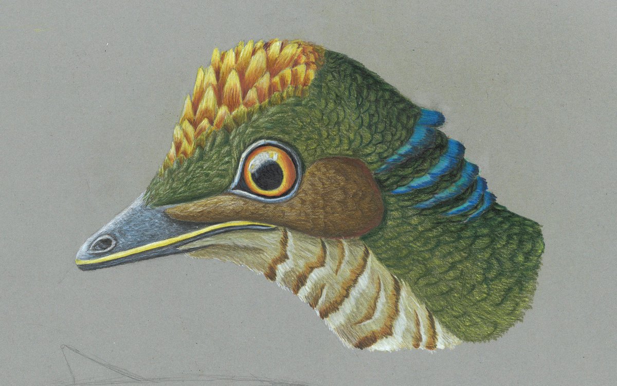 Awaken and adult Mei long in colored pencils, A3
