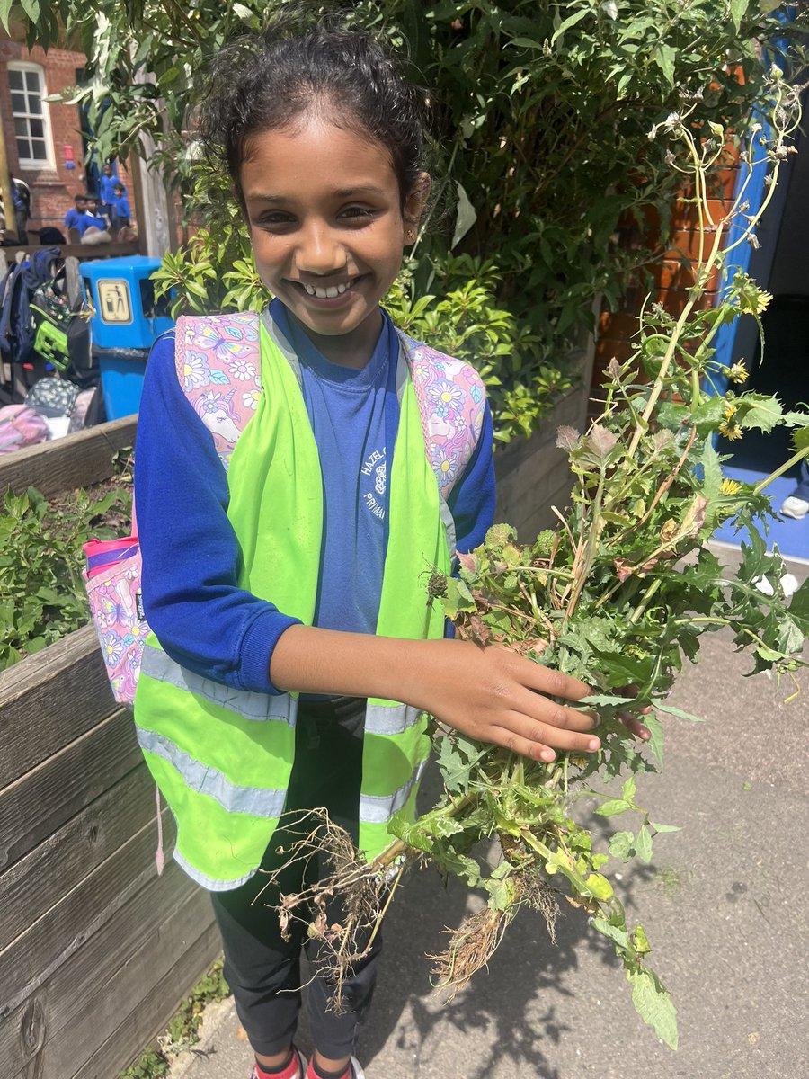 Mrs Gibson (@mrsgibsonhcps) on Twitter photo One of our Eco Leaders was very busy at lunchtime yesterday, going around all our school planters and removing anything that shouldn’t have been growing
Keep up the good work, you’re doing a fabulous job 🌟<a href="/HazelSchool/">Hazel Community Primary School</a> One of our Eco Leaders was very busy at lunchtime yesterday, going around all our school planters and removing anything that shouldn’t have been growing
Keep up the good work, you’re doing a fabulous job 🌟<a href="/HazelSchool/">Hazel Community Primary School</a>