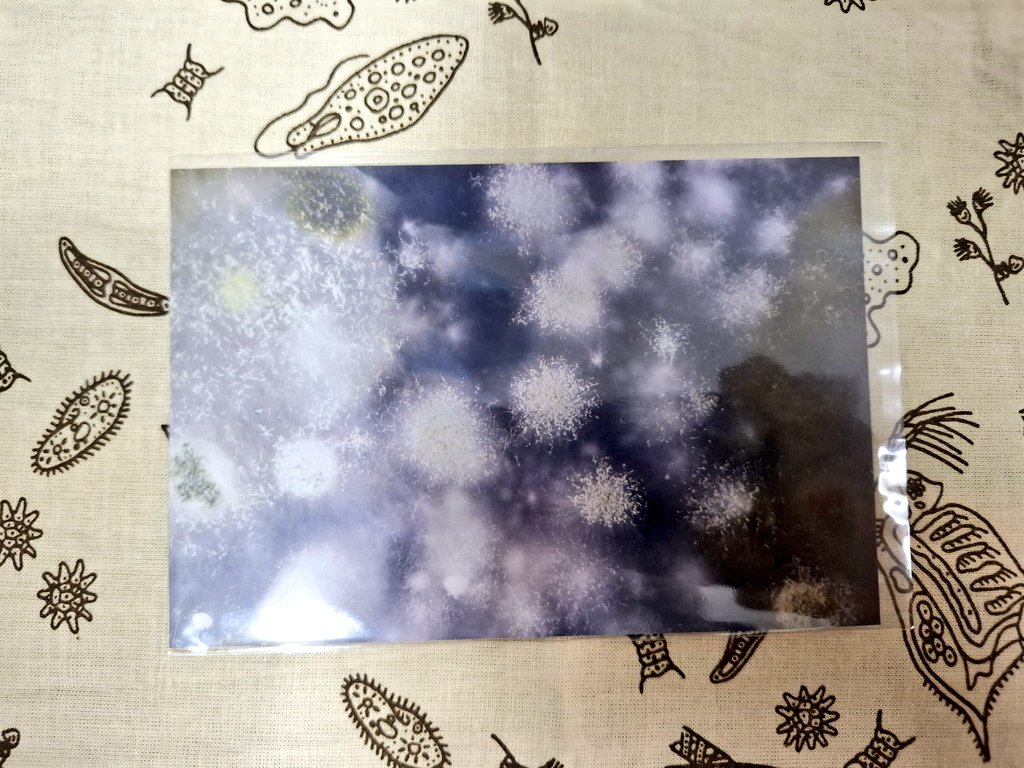 大毛蓼 (@p_orientalis) on Twitter photo 毎回驚きの新技巧を披露下さるカビ宇宙 <a href="/Mark45310926/">Mark fujita 7/20,21 博物ふぇすてぃばる C17</a> さん!
今回は植物への菌類の感染!宿主有写真が新鮮でした!
菌類の感染でもモザイクになる事、ウドンコ病菌の裏表での形態と動態の違いが衝撃でした!
胞子一つ一つ・宿主全体のスケールがそれぞれ美しい
ポスカは胞子です!形態の繊細な美しさ 毎回驚きの新技巧を披露下さるカビ宇宙 <a href="/Mark45310926/">Mark fujita 7/20,21 博物ふぇすてぃばる C17</a> さん!
今回は植物への菌類の感染!宿主有写真が新鮮でした!
菌類の感染でもモザイクになる事、ウドンコ病菌の裏表での形態と動態の違いが衝撃でした!
胞子一つ一つ・宿主全体のスケールがそれぞれ美しい
ポスカは胞子です!形態の繊細な美しさ