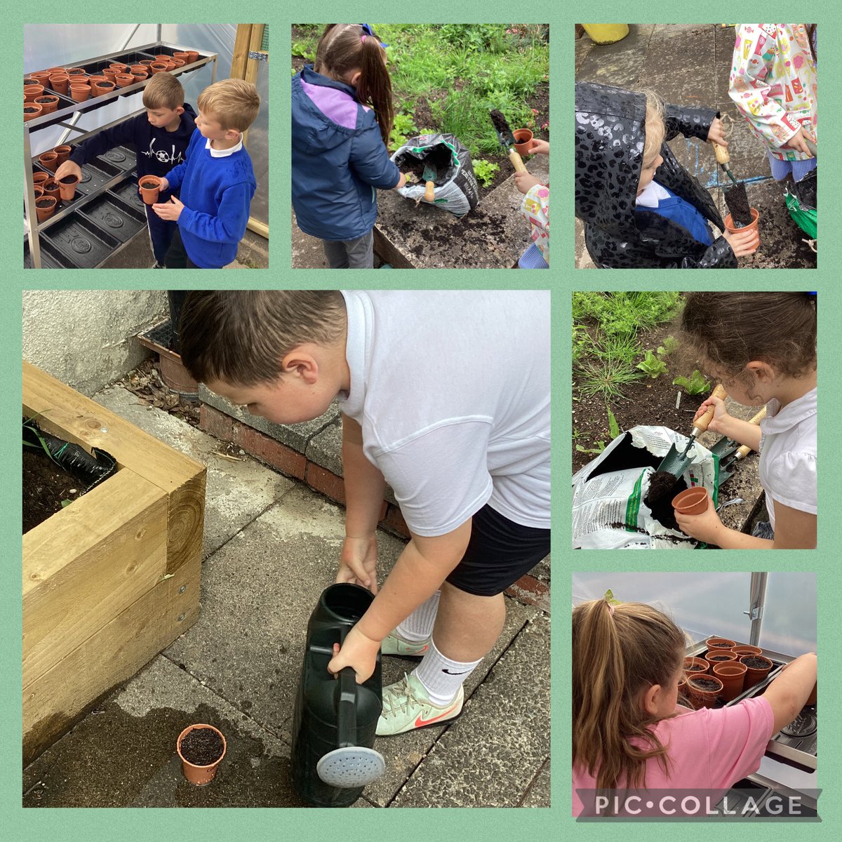 1/2K and 1/2R have had a busy ‘Fresh Air Friday’ planting their beans from the giant and creating branching databases of wildflowers from the school grounds. Da iawn pawb!