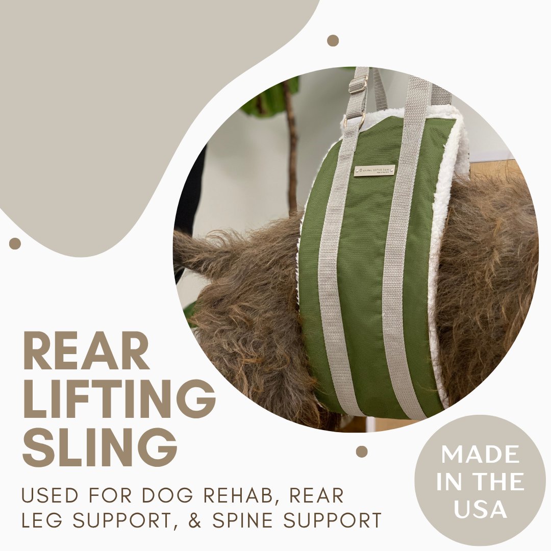 Keep your dog’s back strong and supported during every walk, lift, and recovery session! 🐕️🐾💚🐶

#rearliftingsling #dogsling #recovery #doghealth #spinalsupport #support #doglegsupport #paintreatment #painrelief #ivdd #hydrotherapy #arthritis #doghippain