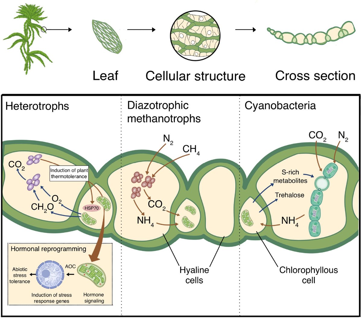 NewPhyt's tweet photo. #TansleyReview Sphagnum at the interface of ecology and evolution
Turetsky et al.
📖 https://t.co/dIH2AUhuMc https://t.co/3vaRdriv2m