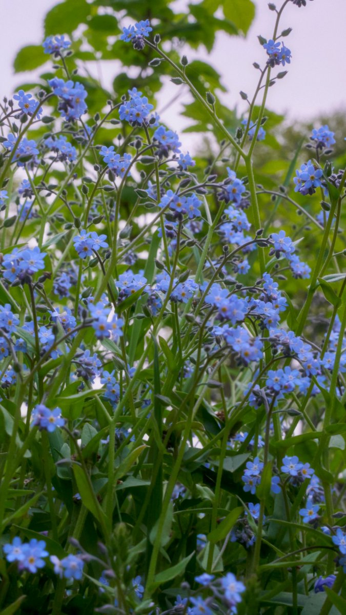 podbukovc's tweet image. 🤣 I guess these forget-me-nots are pretty serious about sticking in memory – they’re everywhere!

#ForgetMeNots #Podbukovc #SimpleLiving #SlowLiving #WildflowerMagic