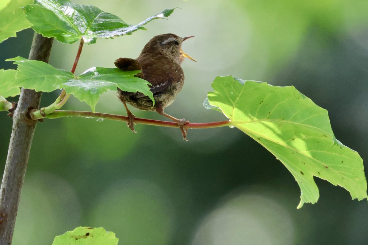 Little wren belting a song out🙂