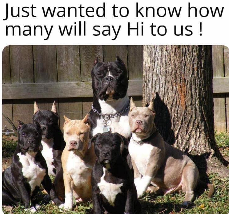 Best in Dogs tweet media