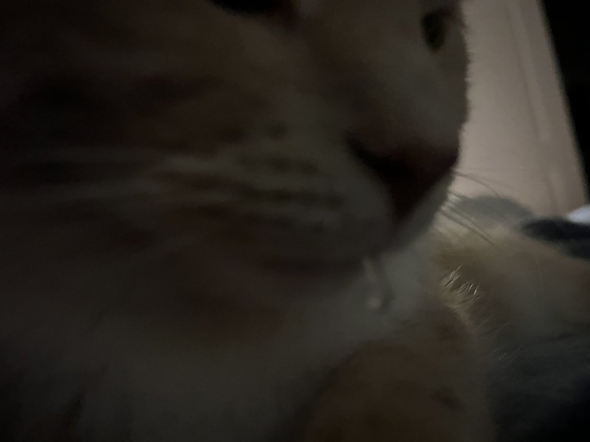 PotBub's tweet image. wow potna! you gots lots of slobber in the mouth!!
#CatsOnTwitter