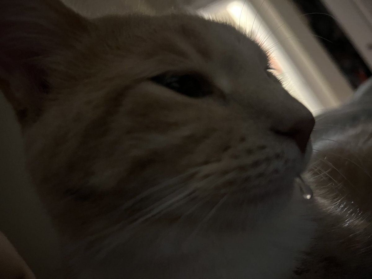 PotBub's tweet image. wow potna! you gots lots of slobber in the mouth!!
#CatsOnTwitter