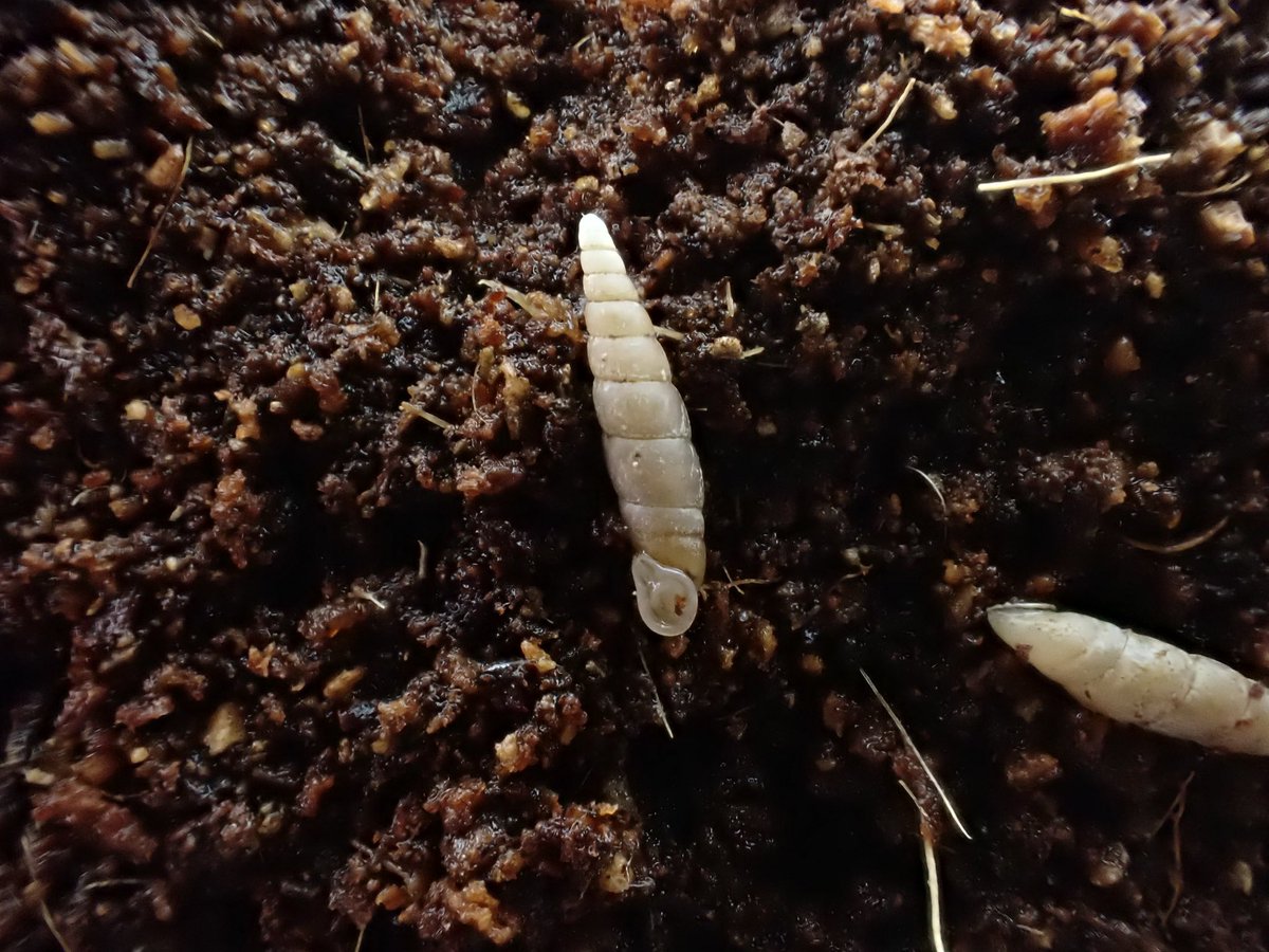 ヨワノミギセル

サキシマノミ同様殻口の歪みが独特なキセルガイ。プリカがサキシマより腹面の深いところにあります。こちらも格好良い貝ですね。
（自宅にて撮影）