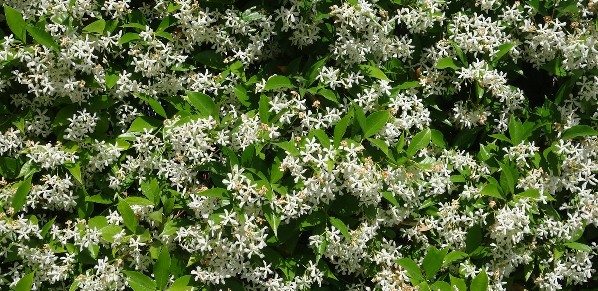 S. Maroto tweet media