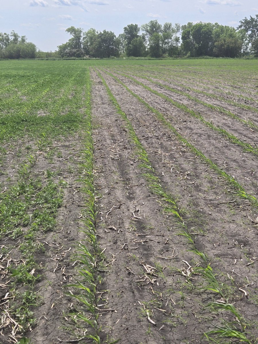 Pre-burn for the win....   Love seeing results of pre-burn with check strips!  Show us your check strips this spring!