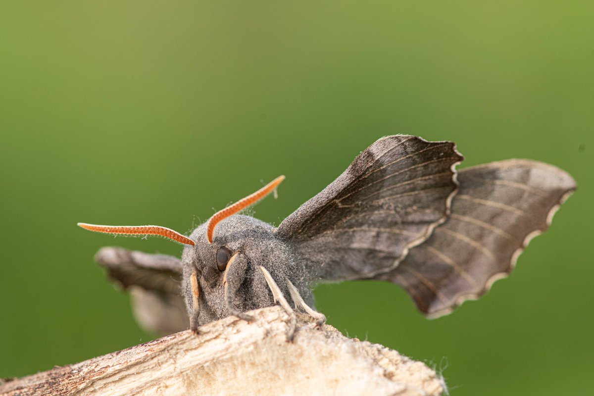 Anthony Robson (no longer in Edinburgh!) tweet media
