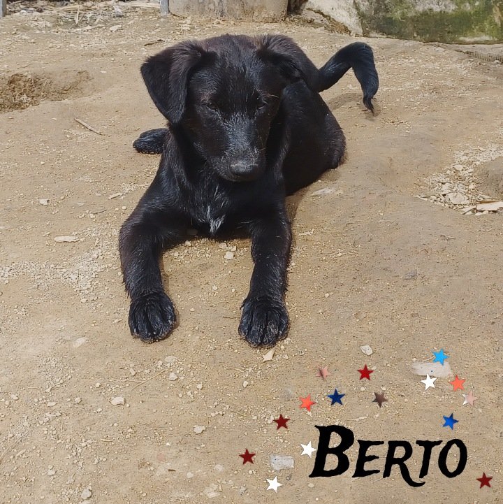 Os sacamos de la perrera cuando erais bebés a punto de morir, desnutridos, asustados y  no parabais de llorar..
Ahora tenéis casi siete..
No logramos entenderlo...

Acaso sois feos?
......

Familias para estos ángeles por favor!!!
TF CONTACTO ☎️ 693219050 ( wuasap)