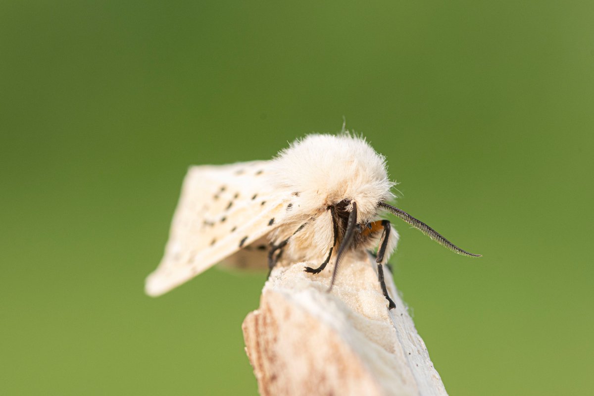 Anthony Robson (no longer in Edinburgh!) tweet media