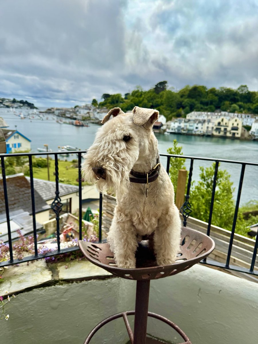 bertie_lakeland's tweet photo. Here I am ❤️ https://t.co/LRue5onjkt