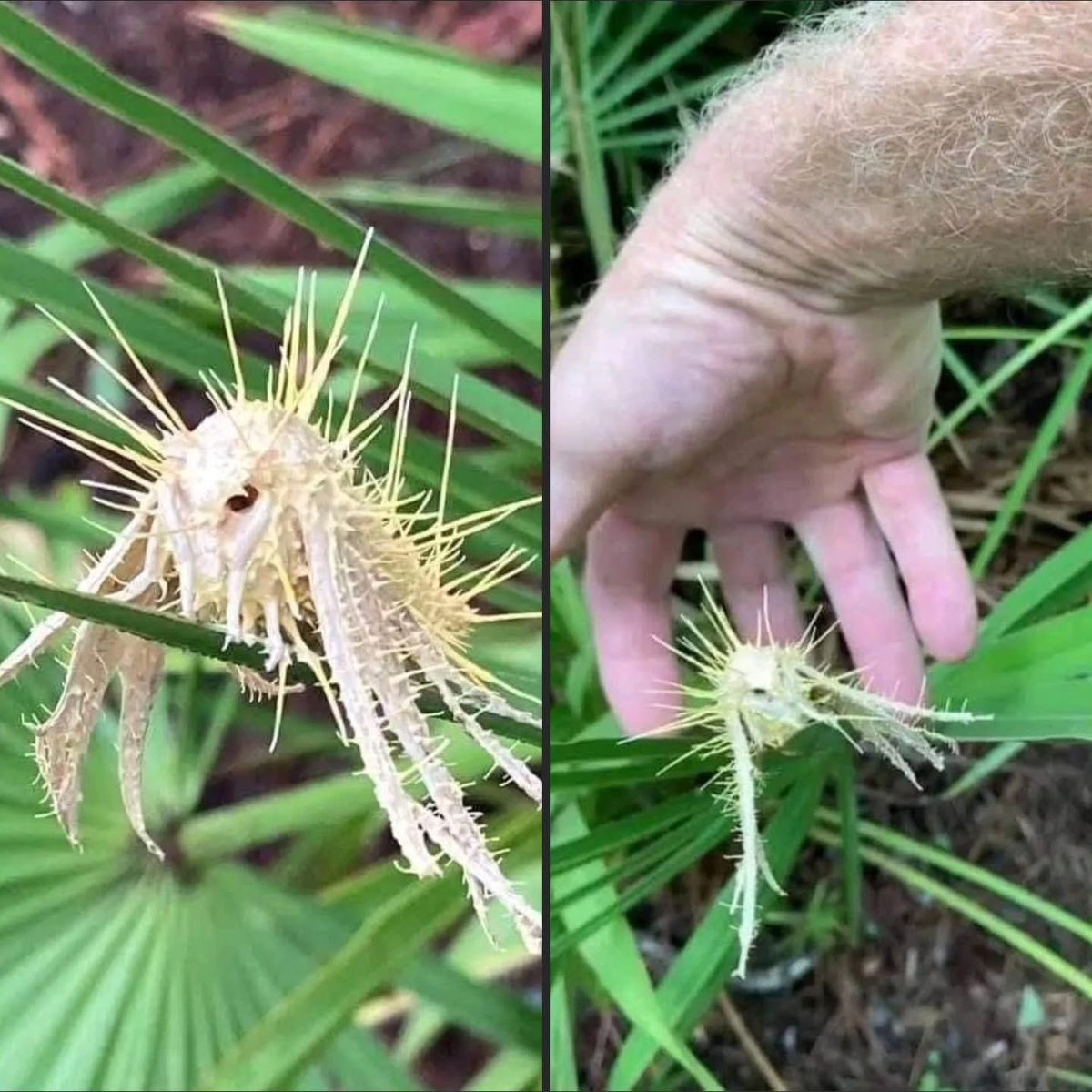 InformaCosmos's tweet photo. Una polilla infectada por un hongo Cordyceps.

Los hongos de este género son parásitos, mayormente de insectos y otros artrópodos. Algunas especies son capaces de afectar a la conducta de su huésped. https://t.co/tfBS4Sa0o3