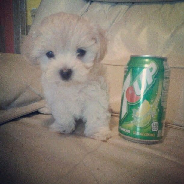 pupdon's tweet photo. https://t.co/4q3QECcjFo