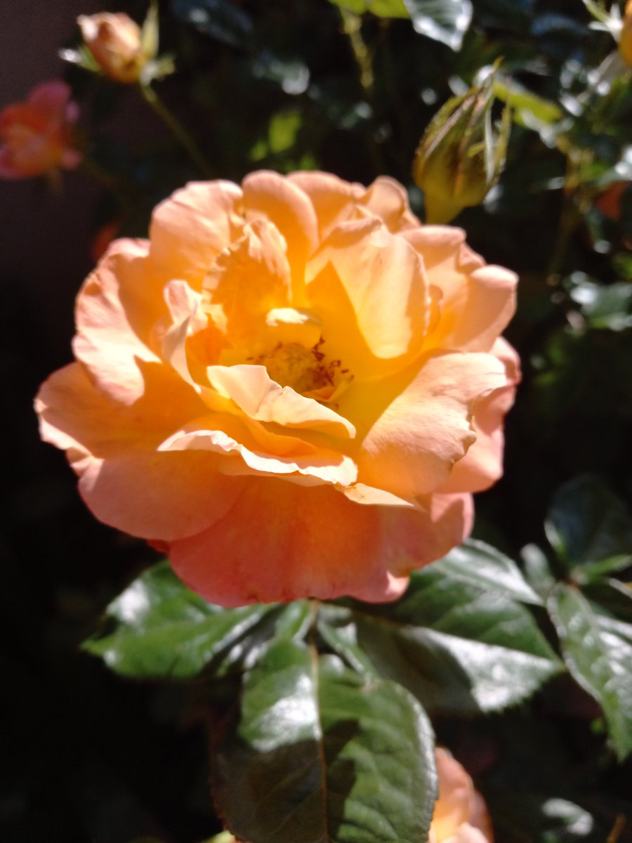 Layla Hawke, author (@laylahawke2) on Twitter photo <a href="/HMMills203/">H. M. Mills</a> <a href="/LMFord2/">LM Ford-Author</a> <a href="/Gerlach12207435/">Brigitte Gerlach🌊💙😿😪💚#ClimateActionNow</a> <a href="/impoliticpolit/">Hope Fields, JD.</a> <a href="/ForgottenAstro2/">ForgottenAstronauts 🚀Ash Knight</a> <a href="/nikki_twisted/">NikkiTwisted - NT Anderson</a> <a href="/Kellyrei007/">Kelly Miller, Amazon Best-Selling Author 💜🐶🐎</a> <a href="/SWilkingHoran/">Susan Wilking Horan</a> <a href="/AikinNorb/">Norb Aikin</a> <a href="/jordana_greene/">Jordana Greene 🌸 Writing 🐺🐾🐿️🌲🍁</a> <a href="/jgmacleodauthor/">J.G. MacLeod</a> <a href="/tristanbtaylor/">Tristan B Taylor</a> <a href="/VanitaHork/">Vanita Shukla Hork</a> <a href="/GhostThe50178/">Ghost of Thaddeus Arjuna, a Scribe with tidy typos</a> <a href="/NSharpAuthor/">Nick Sharp (Amphion)</a> <a href="/ILAGolden/">💛🤍Ila Golden💜🖤they/them</a> <a href="/DavidBlair46320/">David Blair</a> <a href="/GeorgeYuhasz/">George Yuhasz</a> <a href="/ANelsonLMPotter/">A. Nelson & L.M. Potter, award-winning authors</a> <a href="/KaceyKells/">Kacey Kells</a> <a href="/SPOFarrell3/">S.P. O’Farrell</a> <a href="/RaelleLogan1/">RAELLE LOGAN, ROMANCE NOVELIST, HISTORICAL/PIRATES</a> <a href="/M_Cobbett71/">M.G. Cobbett (Writer/Reader/Reviewer) - see cover</a> <a href="/booksbyJeanneR/">Jeanne Roland</a> <a href="/A_DiAngelo/">Anthony Di Angelo - Author</a> <a href="/DavidDunham_DC/">David Dunham</a> <a href="/ta_welton/">Tammy Welton</a> <a href="/HypMighty/">MightyHyp</a> <a href="/FDS_NaturallyMe/">F.D. Stewart</a> <a href="/claudia_oltean/">Claudia Oltean</a> <a href="/DerekRKing2/">Derek R King ✒️</a> <a href="/dw_harvey/">DW Harvey</a> <a href="/joanne_paulson/">Author JC Paulson 🇺🇦 🕊🐧</a> <a href="/Lady_J_Author/">Harley James ~ Romance Author ❀ Official Account ❀</a> <a href="/JessSFrankel/">Jesse Seth Frankel--YA Fantasy/Adventure Author</a> <a href="/SkyWatcher_HL/">🇨🇦Heather Lynn✨The Sky Watcher Series✍🏻💫</a> <a href="/BenDixonAuthor/">Ben Dixon</a> <a href="/MQuigley1963/">Melisa Quigley Author</a> <a href="/JimmytGarrett1/">Jimmy t Garrett</a> <a href="/EatonKrone/">Eaton Krone 👽 Sci-Fi Satire Author 🚫 DMs</a> <a href="/EveKoguce/">Eve Koguce</a> <a href="/inspiredbylaban/">Laban T. M’mbololo, Esq.</a> <a href="/crystalnapolit2/">crystal napolitano</a> Thanks, Hayley <a href="/HMMills203/">H. M. Mills</a> <a href="/LMFord2/">LM Ford-Author</a> <a href="/Gerlach12207435/">Brigitte Gerlach🌊💙😿😪💚#ClimateActionNow</a> <a href="/impoliticpolit/">Hope Fields, JD.</a> <a href="/ForgottenAstro2/">ForgottenAstronauts 🚀Ash Knight</a> <a href="/nikki_twisted/">NikkiTwisted - NT Anderson</a> <a href="/Kellyrei007/">Kelly Miller, Amazon Best-Selling Author 💜🐶🐎</a> <a href="/SWilkingHoran/">Susan Wilking Horan</a> <a href="/AikinNorb/">Norb Aikin</a> <a href="/jordana_greene/">Jordana Greene 🌸 Writing 🐺🐾🐿️🌲🍁</a> <a href="/jgmacleodauthor/">J.G. MacLeod</a> <a href="/tristanbtaylor/">Tristan B Taylor</a> <a href="/VanitaHork/">Vanita Shukla Hork</a> <a href="/GhostThe50178/">Ghost of Thaddeus Arjuna, a Scribe with tidy typos</a> <a href="/NSharpAuthor/">Nick Sharp (Amphion)</a> <a href="/ILAGolden/">💛🤍Ila Golden💜🖤they/them</a> <a href="/DavidBlair46320/">David Blair</a> <a href="/GeorgeYuhasz/">George Yuhasz</a> <a href="/ANelsonLMPotter/">A. Nelson & L.M. Potter, award-winning authors</a> <a href="/KaceyKells/">Kacey Kells</a> <a href="/SPOFarrell3/">S.P. O’Farrell</a> <a href="/RaelleLogan1/">RAELLE LOGAN, ROMANCE NOVELIST, HISTORICAL/PIRATES</a> <a href="/M_Cobbett71/">M.G. Cobbett (Writer/Reader/Reviewer) - see cover</a> <a href="/booksbyJeanneR/">Jeanne Roland</a> <a href="/A_DiAngelo/">Anthony Di Angelo - Author</a> <a href="/DavidDunham_DC/">David Dunham</a> <a href="/ta_welton/">Tammy Welton</a> <a href="/HypMighty/">MightyHyp</a> <a href="/FDS_NaturallyMe/">F.D. Stewart</a> <a href="/claudia_oltean/">Claudia Oltean</a> <a href="/DerekRKing2/">Derek R King ✒️</a> <a href="/dw_harvey/">DW Harvey</a> <a href="/joanne_paulson/">Author JC Paulson 🇺🇦 🕊🐧</a> <a href="/Lady_J_Author/">Harley James ~ Romance Author ❀ Official Account ❀</a> <a href="/JessSFrankel/">Jesse Seth Frankel--YA Fantasy/Adventure Author</a> <a href="/SkyWatcher_HL/">🇨🇦Heather Lynn✨The Sky Watcher Series✍🏻💫</a> <a href="/BenDixonAuthor/">Ben Dixon</a> <a href="/MQuigley1963/">Melisa Quigley Author</a> <a href="/JimmytGarrett1/">Jimmy t Garrett</a> <a href="/EatonKrone/">Eaton Krone 👽 Sci-Fi Satire Author 🚫 DMs</a> <a href="/EveKoguce/">Eve Koguce</a> <a href="/inspiredbylaban/">Laban T. M’mbololo, Esq.</a> <a href="/crystalnapolit2/">crystal napolitano</a> Thanks, Hayley