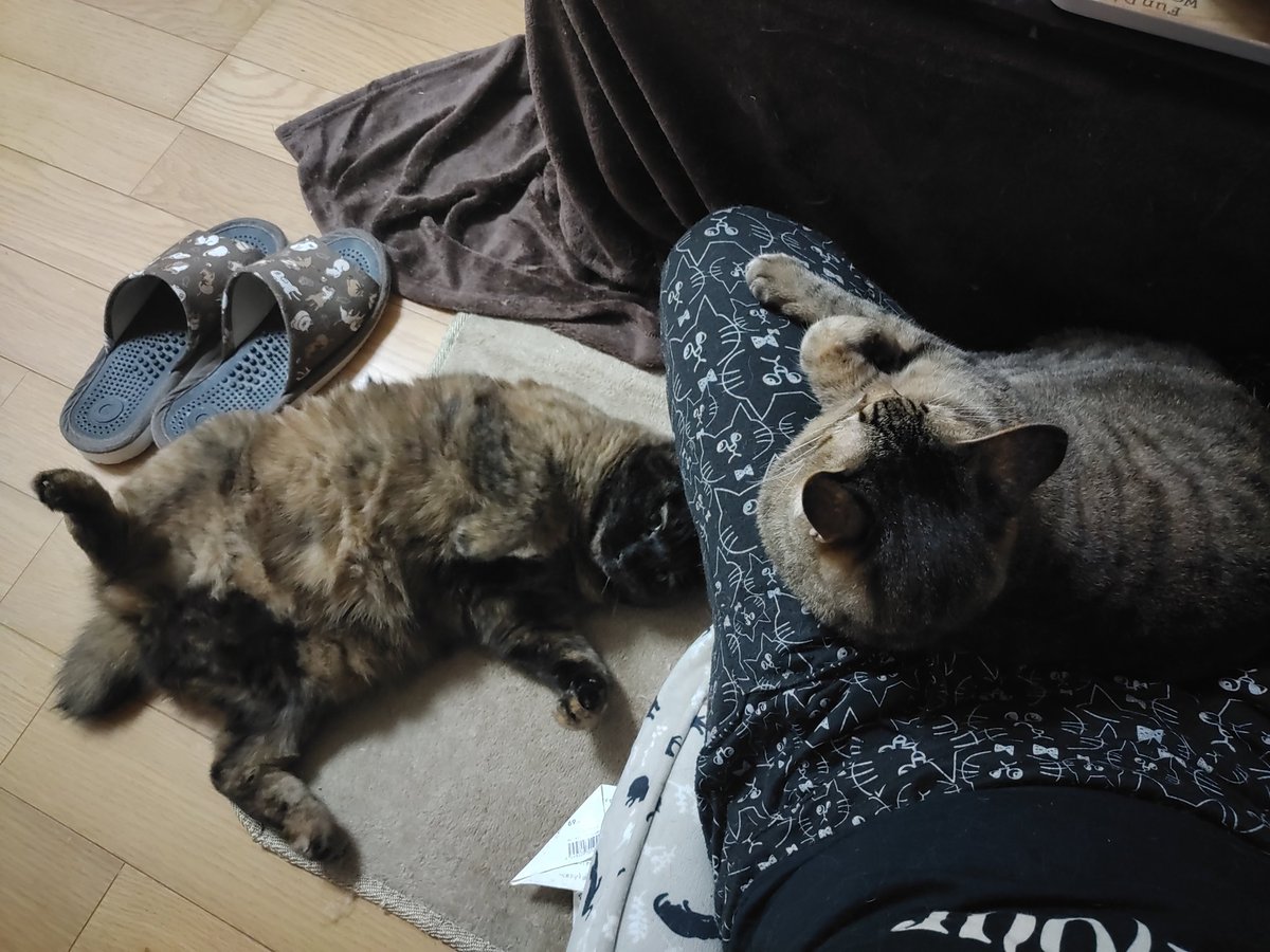 yoake2nyan's tweet photo. cultglassstarsには歌詞カードの代わりに虫の足が入ってました。。。楽天ーー🤮
さて、どこに飾れば猫達にやられないか??🫣

グリングリンわさび🤭 https://t.co/p2zS7JI0V1