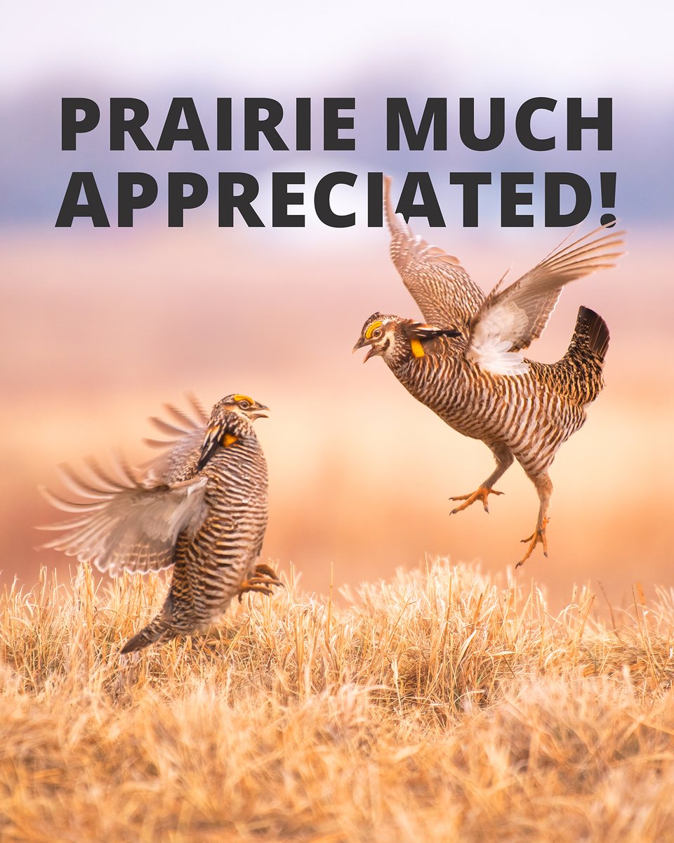 In celebration of National Prairie Day, we’re extending thanks on behalf of these feisty Greater Prairie Chickens to the producers enrolled in the Conservation Reserve Program. Restoring native grasses, trees, and riparian buffers on sensitive working lands helps wildlife thrive!