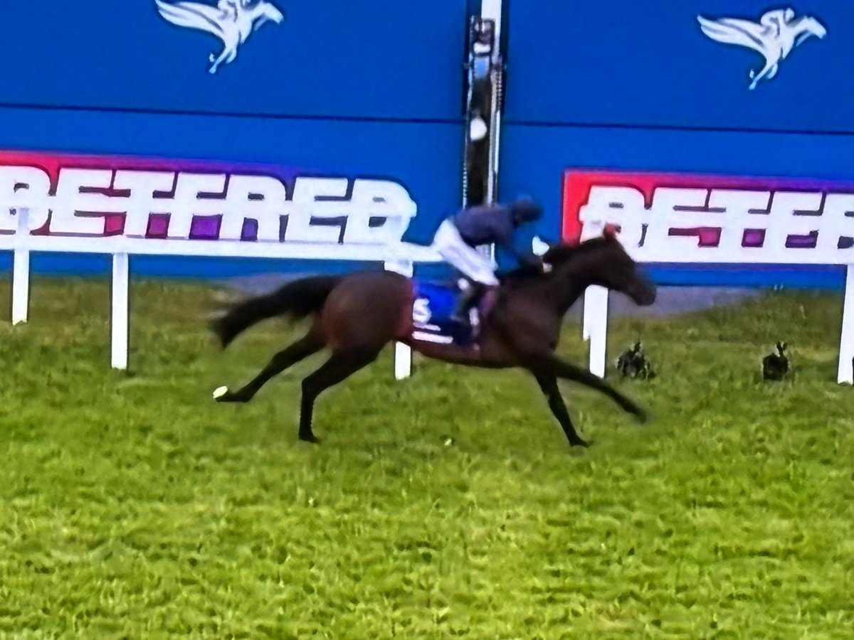 blindadosalas1's tweet photo. #Hipismo #CrónicasDelEpsomDerby Hace pocos minutos LAMBOURN 🇮🇪 hijo de AUSTRALIA y crianza del #Coolmore se impuso en el #EpsomDerby de punta a punta con WAYNE LORDAN en la silla. AIDAN O'BRIEN 🇮🇪 llegó a ONCE #Derbies de por vida y completó otro doblete #OaksDerby 👏👏👏 https://t.co/QrliT1Wk4b