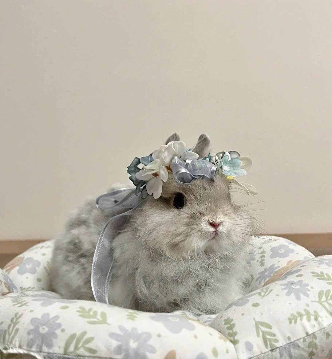 Why you should have a rabbit (@shouldhaverabit) on Twitter photo 