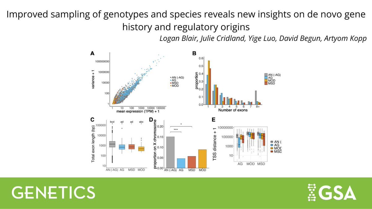 New research in #GENETICS provides new insights into the origin and early evolution of de novo genes by leveraging large-scale #transcriptome data from different #Drosophila genotypes. 🪰

Read more: buff.ly/Jwt8jjP