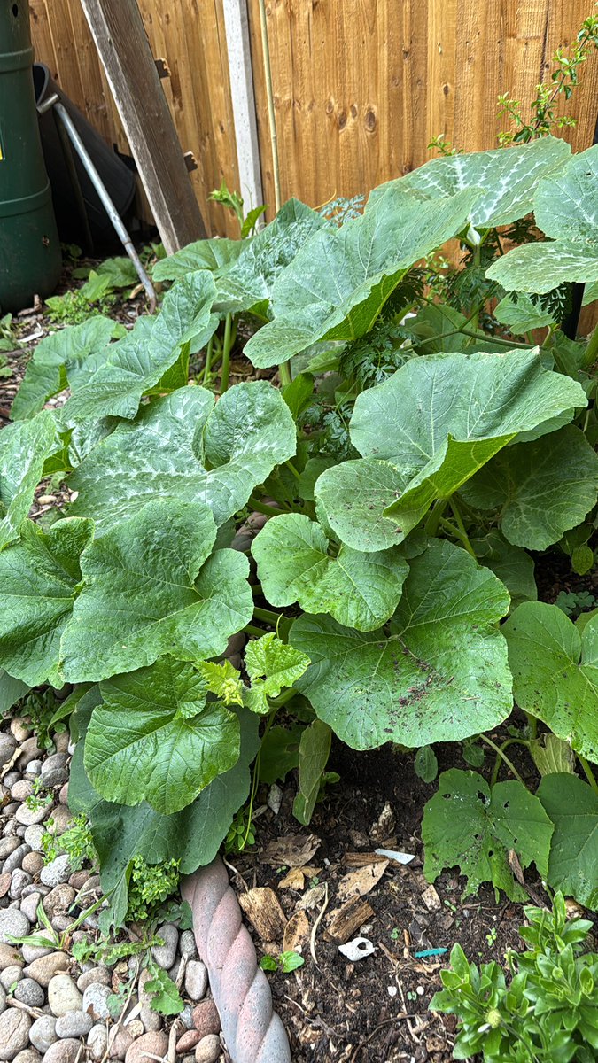 Using your own garden compost consisting of kitchen vegetable waste yields interesting results - apparently some kind of squash is taking over