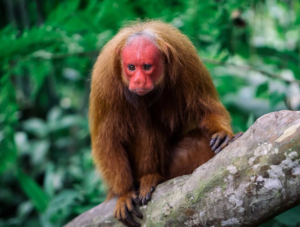 HalH4lzra's tweet photo. Next monkey painting will be one of them https://t.co/mH1RcR8O2X