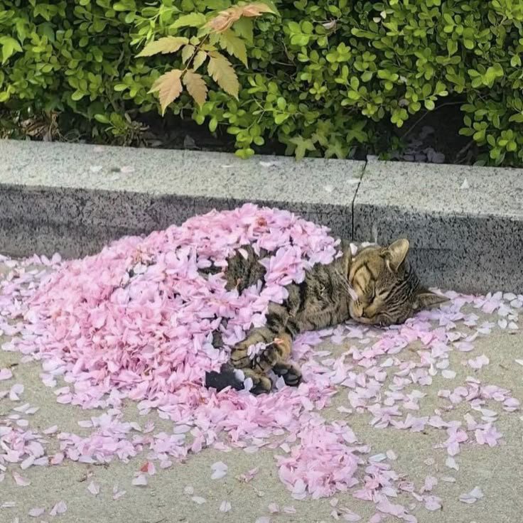 catshealdeprsn's tweet image. 