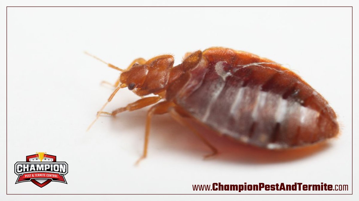 PestChampion's tweet image. 🛏️🐜BED BUG AWARENESS WEEK🛏️🐜

Experiencing a bed bug infestation? Our pros can help identify the issue and recommend a course of action that eradicates these pests and prevents them from coming back! #pestcontrol #bedbugs #bedbugawarenessweek

Give us a call now: 614.829.6705
