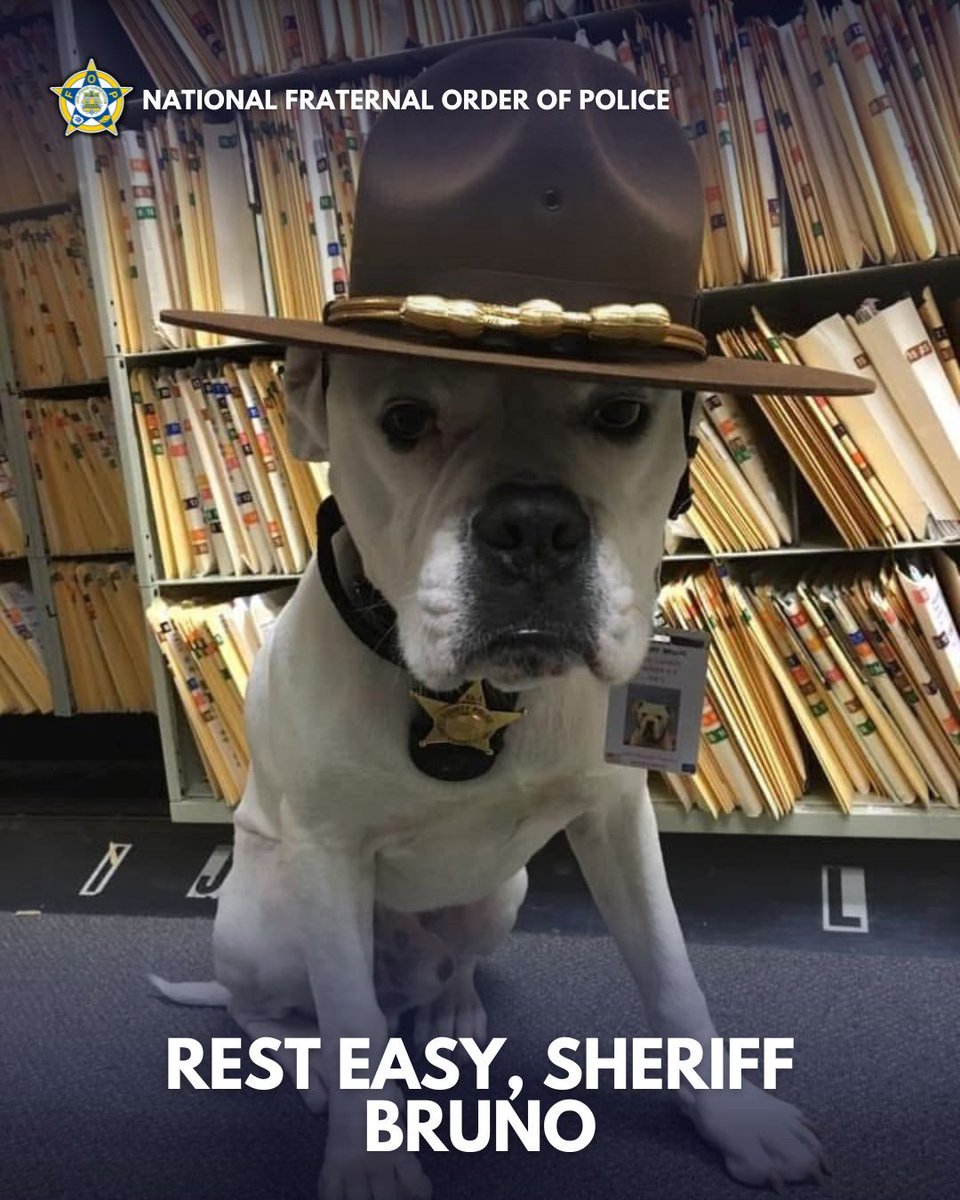 GLFOP's tweet photo. With heavy hearts, we honor the passing of Sheriff Bruno of the St. Joseph County Police Department—a comfort dog, a public servant, and a proud member of the Fraternal Order of Police.
Bruno was more than a badge. He brought peace in chaos, comfort in grief, and smiles when they were needed most. From schools and parades to D.C. memorials and presidential events, he served with loyalty and love.
He passed today in the arms of his best friend, Special Deputy Joe Hamer, after a sudden cancer diagnosis. He was deeply loved—and he gave that love right back, every single day.
Thank you, Sheriff Bruno, for a lifetime of service. We’ll carry your memory forward, always.
#RestEasyBruno #FOPFamily #K9Comfort #ThinBlueLine #FOPStrong #InValorThereIsHope #BackTheBlue