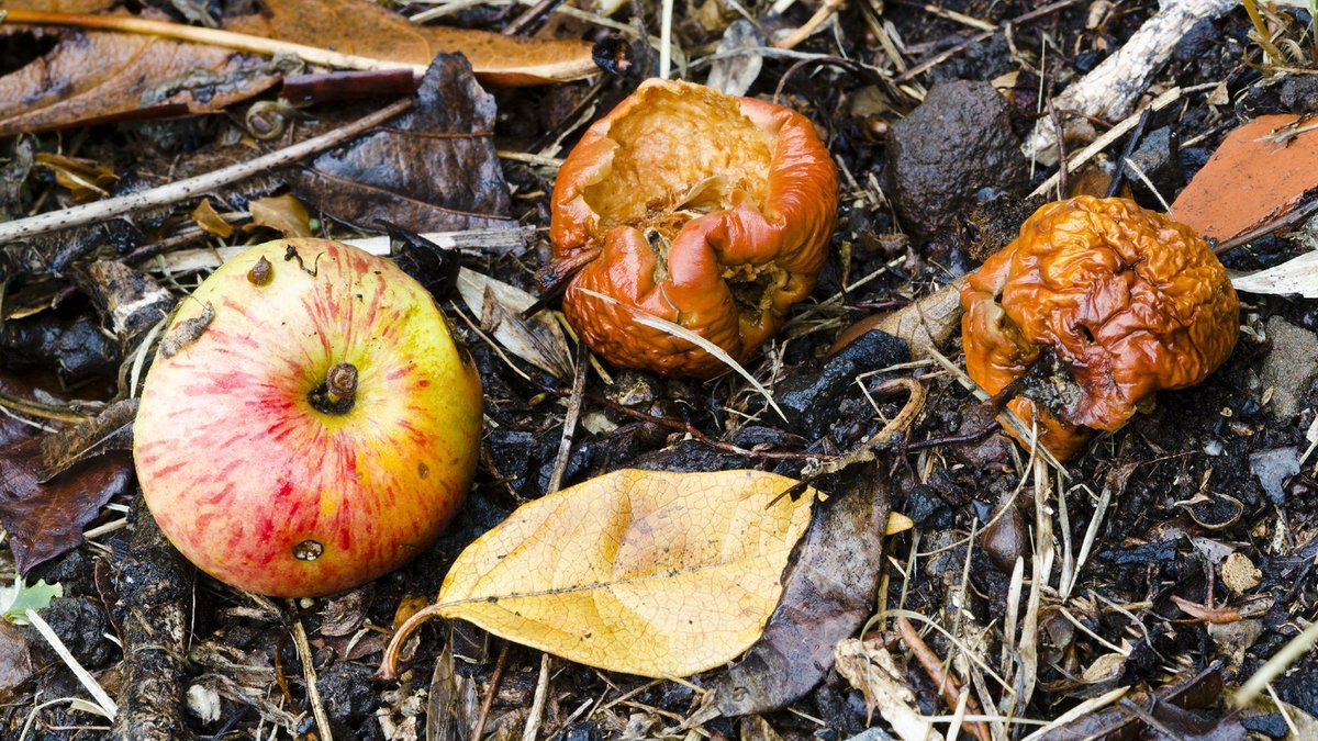 RealAdamHunt's tweet image. Homo Sapiens have a very rare ability to obtain calories from decaying fruit. Our appreciation for alcohol being a happy-side effect of this trait, then co-opted for socialising