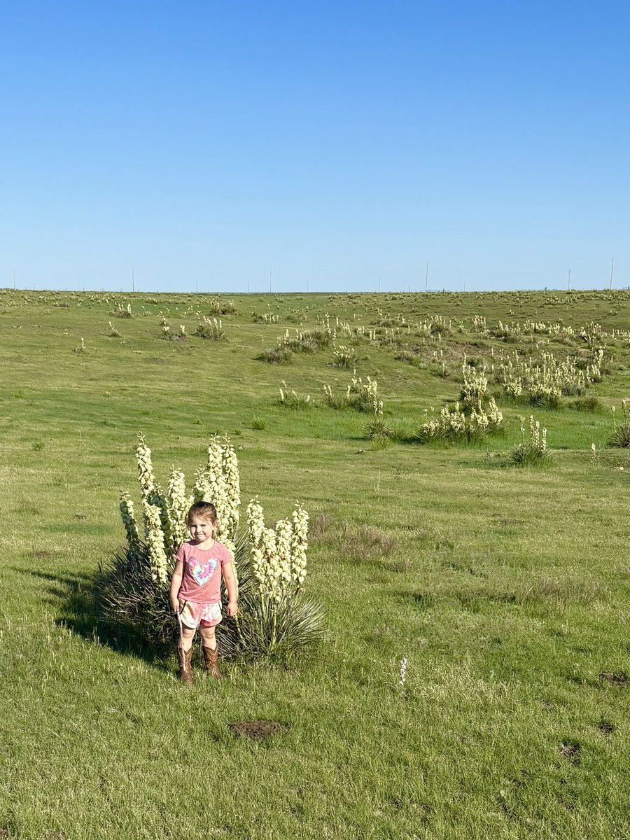 jsreinecker's tweet image. Little girls like big yuccas